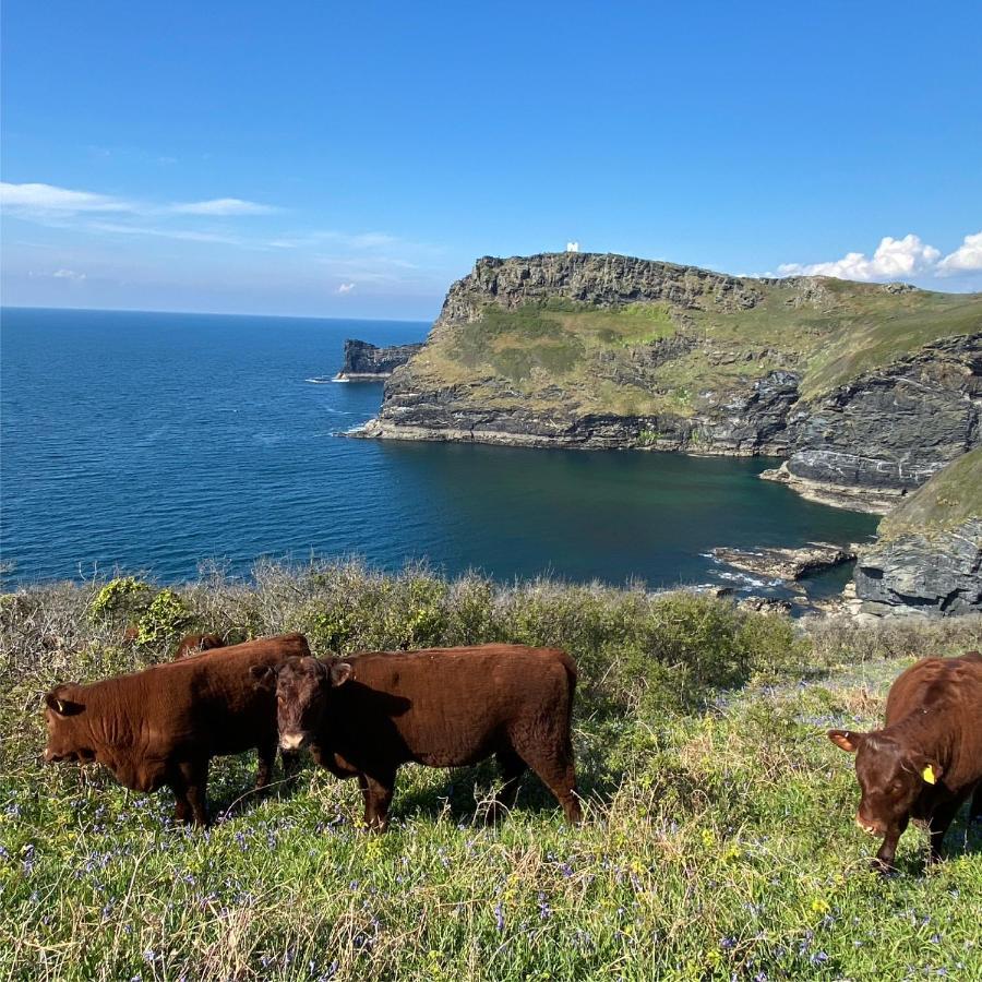 Polrunny Farm Sloe Cottage With A Sea View Boscastle Kültér fotó